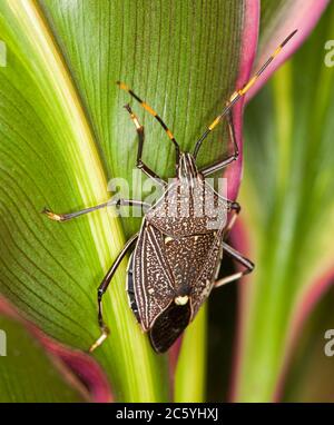 Insecte de bouclier de gomme, espèce Poecilometis, avec de grands yeux et de longues antennes sur des feuilles de cordyline vertes et rouges colorées dans un jardin australien Banque D'Images