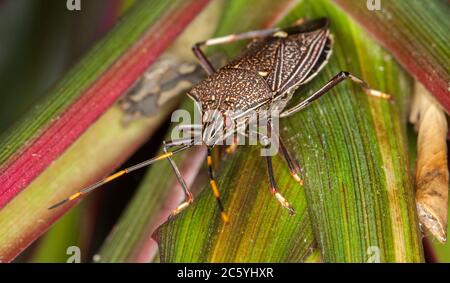 Insecte de bouclier de gomme, espèce Poecilometis, avec de grands yeux et de longues antennes sur des feuilles de cordyline vertes et rouges colorées dans un jardin australien Banque D'Images