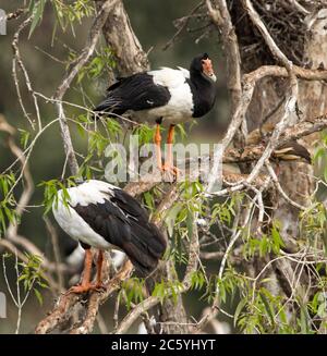 Magnifique oie noire et blanche, Anseranas semipalmata, perchée sur une branche d'écorce de papier dans les zones humides d'Australie Banque D'Images