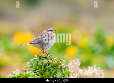 Île d'Auckland Pipit (Anthus novaeseelandiae aucklandicus) sur l'île d'Enderby, une partie des îles d'Auckland, Nouvelle-Zélande. Également appelé pihoihoi, dans Nouveau Banque D'Images