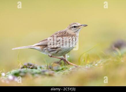 Île d'Auckland Pipit (Anthus novaeseelandiae aucklandicus) sur l'île d'Enderby, une partie des îles d'Auckland, Nouvelle-Zélande. Également appelé pihoihoi, dans Nouveau Banque D'Images