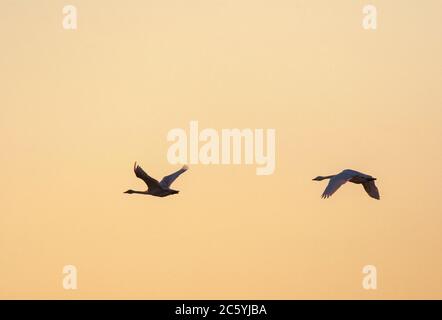 Paire de cygnes de Bewick (Cygnus bewickii) en vol au lever du soleil au-dessus de Starrevaart, aux pays-Bas, contre un ciel rose étonnant. Banque D'Images