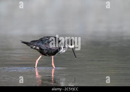 Immature en voie de disparition, le stilt noir (Himantopus novaezelandiae) se déversant dans le delta du fleuve dans le parc Glentanner, bassin du Mackenzie, Île du Sud, Nouvelle Ze Banque D'Images