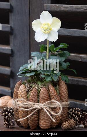 décoration d'hiver rustique avec helleborus niger et cônes de sapin Banque D'Images