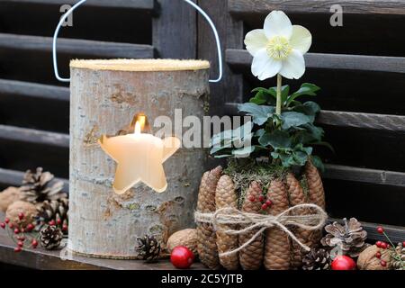 décoration rustique de jardin de noël avec helleborus niger et lanterne Banque D'Images