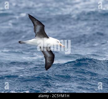 Campbell Albatross (Thalassarche impavida), également connu sous le nom de Campbell Mollymawk, en vol au-dessus de l'océan Pacifique sud de la Nouvelle-Zélande. Banque D'Images