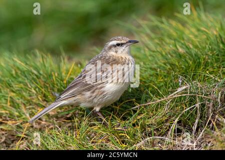 Campbell Island Pipit (Anthus novaeseelandiae aucklandicus) sur l'île Campbell, sous-antarctique Nouvelle-Zélande. Debout dans l'herbe verte. Banque D'Images