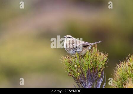 Campbell Island Pipit (Anthus novaeseelandiae aucklandicus) sur l'île Campbell, sous-antarctique Nouvelle-Zélande. Assis au-dessus d'une plante indigène. Banque D'Images