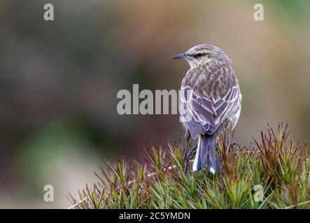 Campbell Island Pipit (Anthus novaeseelandiae aucklandicus) sur l'île Campbell, sous-antarctique Nouvelle-Zélande. Assis sur le dessus de l'herbe, en regardant sur son marais Banque D'Images