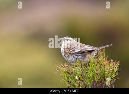 Campbell Island Pipit (Anthus novaeseelandiae aucklandicus) sur l'île Campbell, sous-antarctique Nouvelle-Zélande. Assis au-dessus d'une plante indigène. Banque D'Images