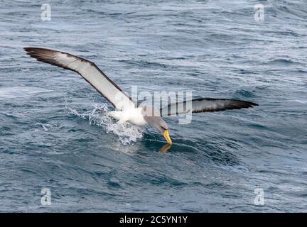 Albatros Chatham adulte (Thalassarche eremita) près de la seule colonie de la pyramide au large des îles Chatham, en Nouvelle-Zélande. Plongée pour la nourriture. Banque D'Images