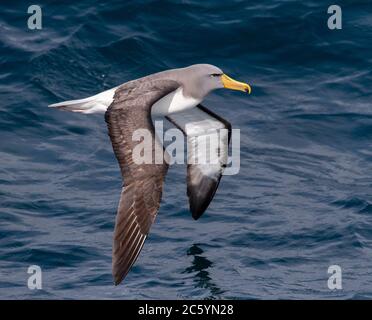 Albatros Chatham adulte (Thalassarche eremita) volant au-dessus de l'océan pacifique près de la colonie la Pyramide dans les îles Chatham. Banque D'Images