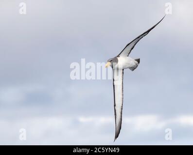 Albatros Chatham adulte (Thalassarche eremita) en vol près de la seule colonie de la pyramide au large des îles Chatham, en Nouvelle-Zélande. Banque D'Images