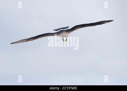 Albatros Chatham adulte (Thalassarche eremita) en vol au large des îles Chatham, Nouvelle-Zélande. Vol vers le spectateur. Banque D'Images