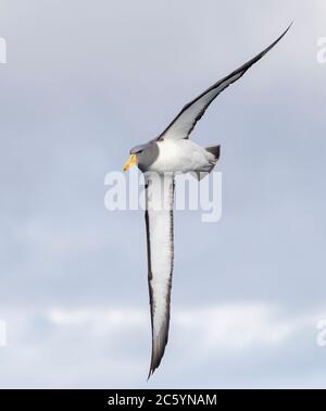 Albatros Chatham adulte (Thalassarche eremita) en vol près de la seule colonie de la pyramide au large des îles Chatham, en Nouvelle-Zélande. Banque D'Images