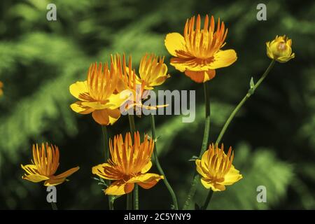 Globe terrestre chinois Trollius chinensis 'Golden Queen' Banque D'Images