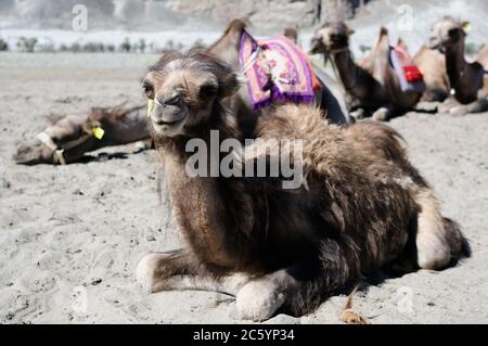 Double safari à dos de chameau dans la vallée de Nubra, Ladakh Inde. Banque D'Images