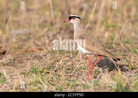 Laponre couronnée (Vanellus coronatus), vue latérale d'un adulte debout sur le sol, Mpumalanga, Afrique du Sud Banque D'Images