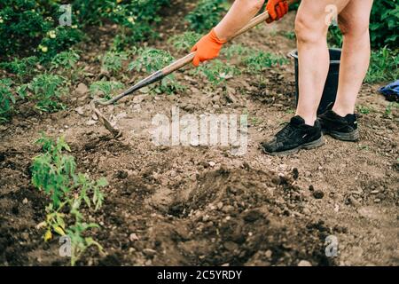 Gros plan du radis boueux entre les mains. Jardinage à la maison. Style de vie Banque D'Images