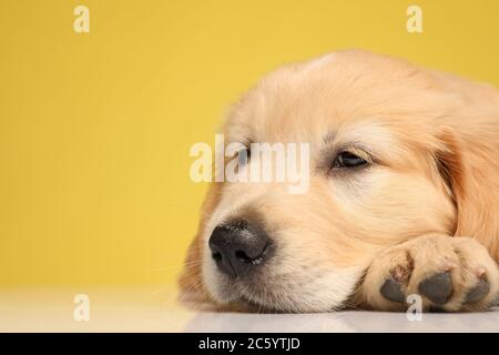 adorable labrador retriever chiot tenant la tête sur le sol et s'endormant sur fond jaune Banque D'Images