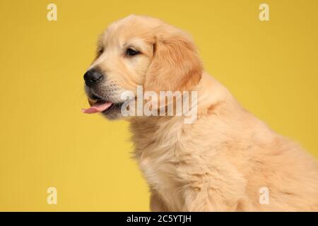 vue latérale du chien labrador retriever mignon qui dépasse la langue et qui est assis sur fond jaune Banque D'Images