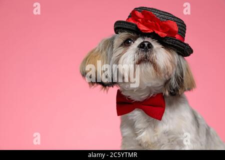shy shih tzu chiot portant un noeud papillon et un chapeau rouges, assis sur fond rose Banque D'Images