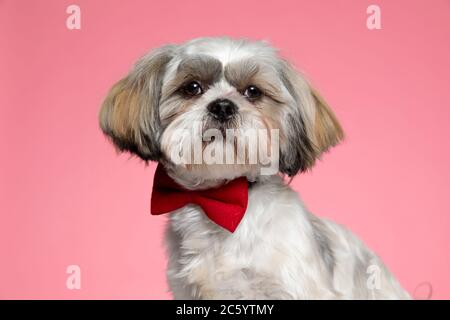 mignon chiot shih tzu portant un noeud papillon rouge et regardant sur le côté sur fond rose Banque D'Images