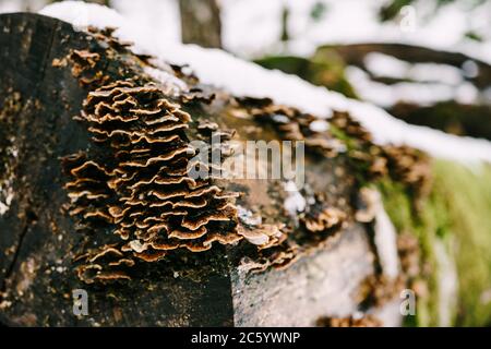 Les champignons tinder se sont développés sur des arbres pourris abattus qui se trouvent sur la neige dans la forêt. Banque D'Images