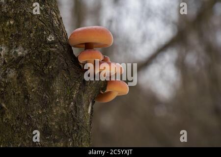 Champignons comestibles Flammulina velutipes poussant sur l'arbre dans la forêt de plaine inondable. Connu sous le nom d'enokitake, futu, champignon de fruits de mer, champignon d'hiver. Banque D'Images