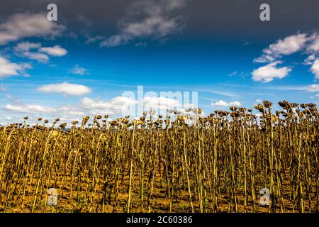 Gros plan sur les tournesols sauvages dans le champ sous la lumière du soleil Banque D'Images