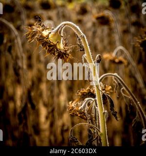 Gros plan sur les tournesols sauvages dans le champ sous la lumière du soleil Banque D'Images