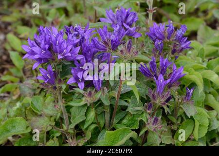 Campanula glomerata Superba grappes de fleurs de Bellflowers denses grappes de fleurs en forme de cloche violet profond Banque D'Images