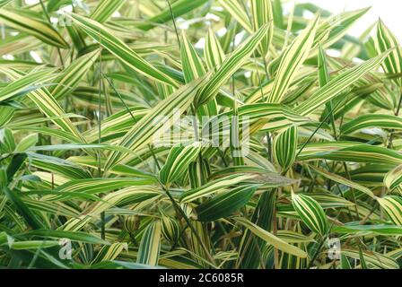 Japon-Scheinzwergbambus Pseudosasa japonica Akebonosuji Banque D'Images