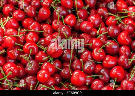 Fond de fruit. Cerises rouges collectées dans une boîte pour le traitement du jus. Banque D'Images