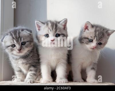 divers chatons britanniques assis sur un tissu beige Banque D'Images