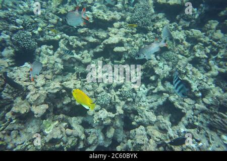 Angelfish avec d'autres poissons sur un récif Banque D'Images