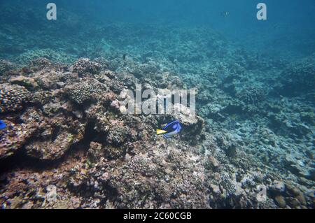 Palette Surgeonfish ou Dori Banque D'Images