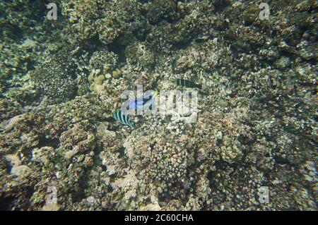 Palette Surgeonfish avec poisson majeur de sérongent Banque D'Images