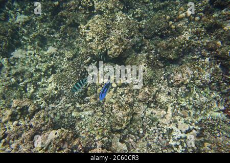 Dori avec d'autres poissons de récif Banque D'Images