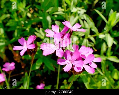 Rose chariteux, herbe médicinale médiévale des abbayes Banque D'Images