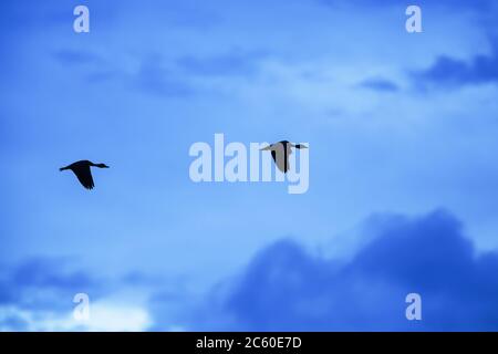 Couple petit canard sifflant volant dans le ciel bleu au crépuscule. Parc national Sam Roi Yot, site Ramsar en Thaïlande. Silhouette. Banque D'Images