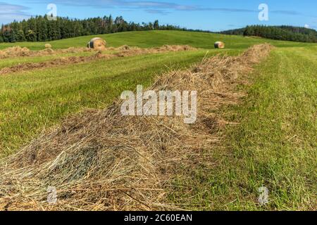 Récolte de foin dans un pré fraîchement moulus en République tchèque. Séchage de l'herbe. Alimentation de bétail. Prairie tondue. Banque D'Images