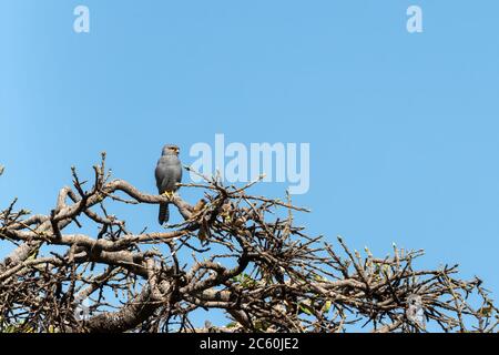 Kestrel gris, falco ardosiaceus, perché dans un arbre de la Mara Masai sur un fond bleu clair. Cet oiseau de proie, avec un plumage de gery doux, W Banque D'Images