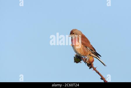 Le Linnet commun mâle adulte (Linaria cannabina) perchée au sommet d'une branche aux pays-Bas. Anciennement appelé Carduelis cannabina. Banque D'Images