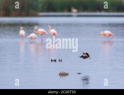Petit Blongios mâle adulte (Ixobrychus minutus) volant au-dessus de Laguna de Navaseca en Espagne. La position de plusieurs Flamingo européens en arrière-plan. Banque D'Images