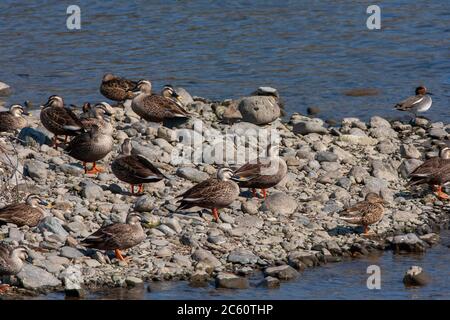 Troupeau d'hivernage de Canards de l'est à bec grêle (Anas zonorhyncha), également connu sous le nom de Canards chinois à bec grêle. Repos sur la rive d'un lac au Japon. Banque D'Images