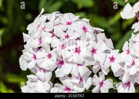 Phlox paniculata 'White Eyes' plante herbacée de fleurs d'été au printemps Banque D'Images