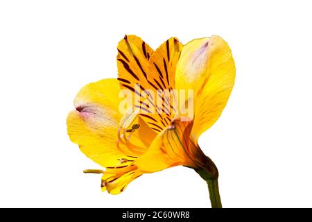 Alstroemeria 'Golden Delight' également connu sous le nom de nénuphars péruvien découpé et isolé sur un fond blanc Alstroemeria 'Golden Delight' également connu sous le nom de nénuphars péruvien découpé et isolé sur un fond blanc