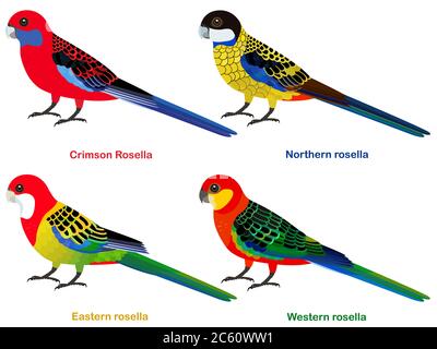 Perroquets d'Australie mignons, ensemble d'illustrations vectorielles d'oiseaux de Rosella, rosella de l'est, rosella de l'Ouest, rosella de Crimson, rosella du Nord, carto d'oiseau coloré Illustration de Vecteur