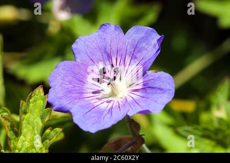Géranium Rozanne 'Gerwat' plante florale d'été herbacée bleue, communément appelée cranesbill Banque D'Images